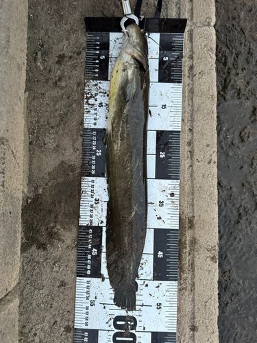ナマズの釣果