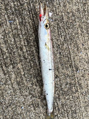 カマスの釣果