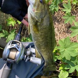 スモールマウスバス