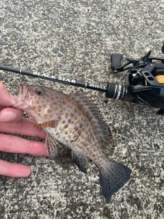 オオモンハタの釣果