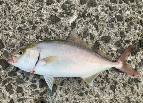 シオの釣果