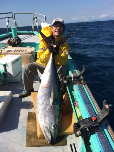 クロマグロの釣果