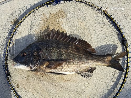 チヌの釣果