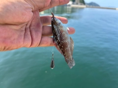 ホシササノハベラの釣果
