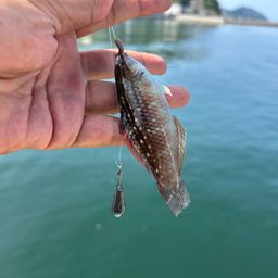 ホシササノハベラ