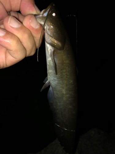 ニホンナマズの釣果