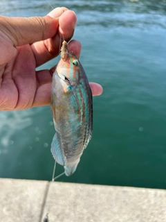 ホンベラの釣果