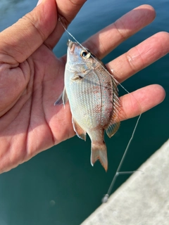 チャリコの釣果