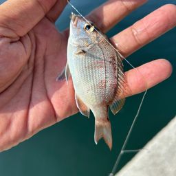 チャリコ