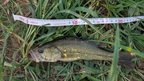 ラージマウスバスの釣果