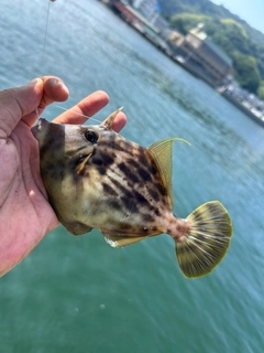 カワハギの釣果