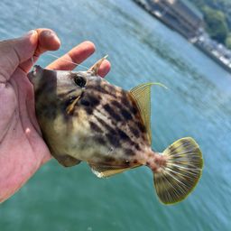 カワハギ