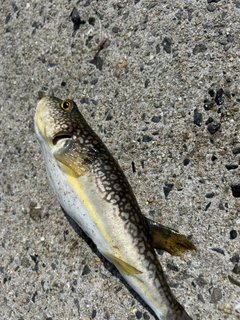 ショウサイフグの釣果