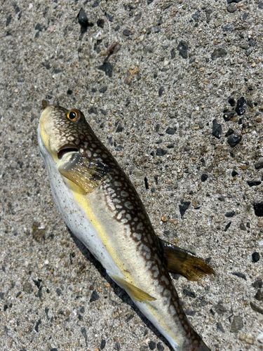 ショウサイフグの釣果