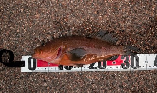 キジハタの釣果