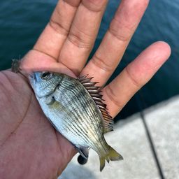 チヌ