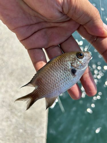 スズメダイの釣果