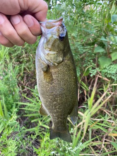 スモールマウスバスの釣果