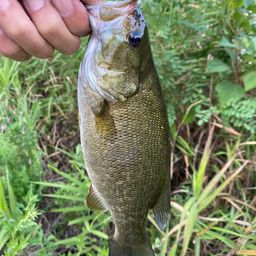 スモールマウスバス