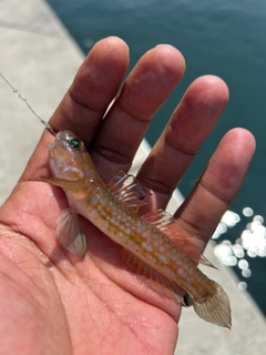 ホシノハゼの釣果
