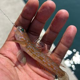 ホシノハゼ