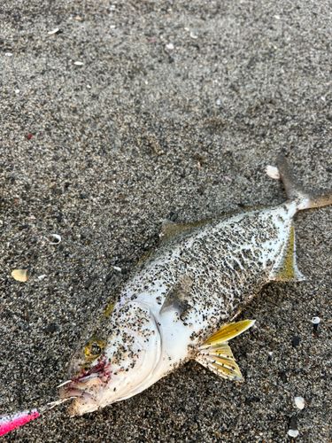 ショゴの釣果