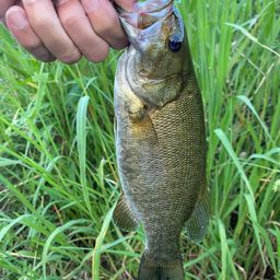 スモールマウスバス