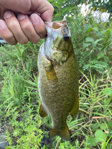 スモールマウスバスの釣果