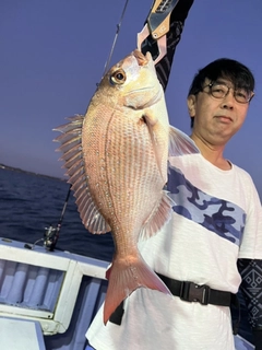 マダイの釣果