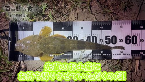 マゴチの釣果