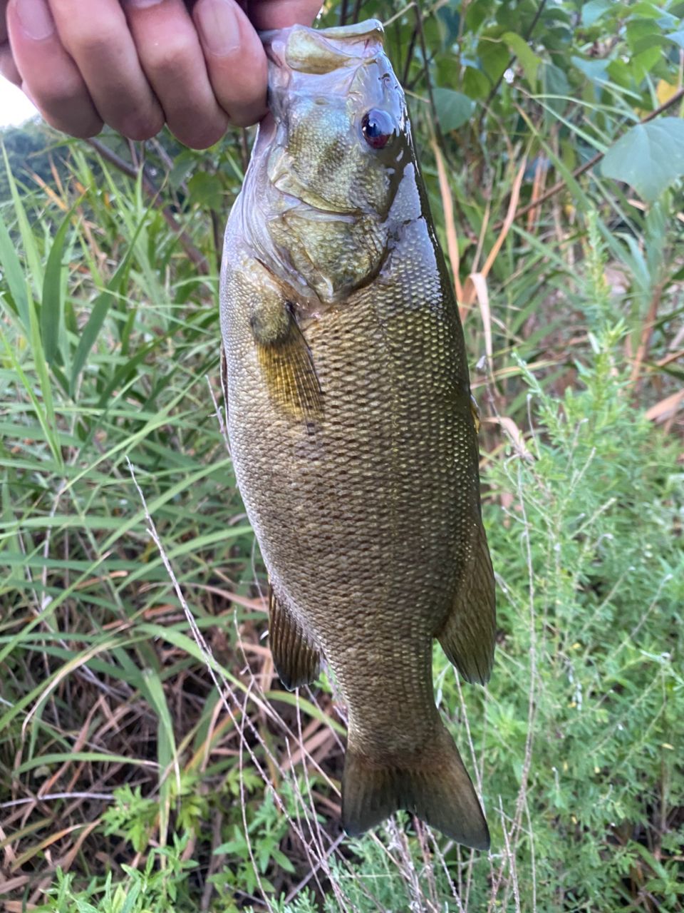 スモールマウスバス