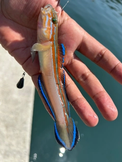 ニシキハゼの釣果