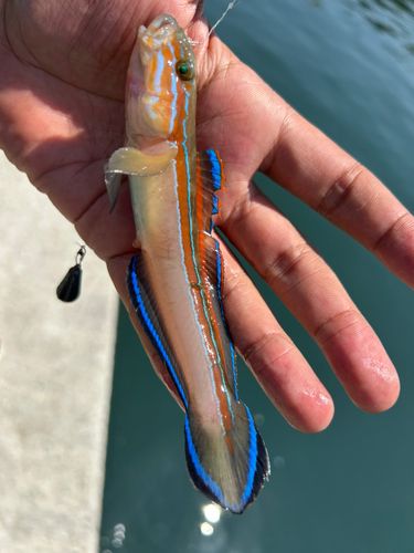 ニシキハゼの釣果