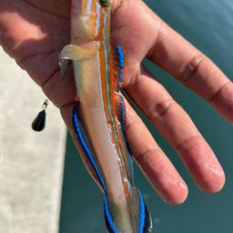 ニシキハゼ