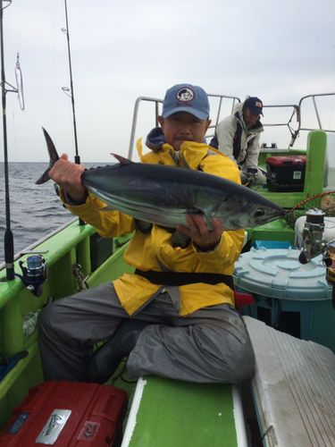カツオの釣果