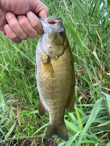 スモールマウスバスの釣果