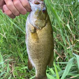 スモールマウスバス