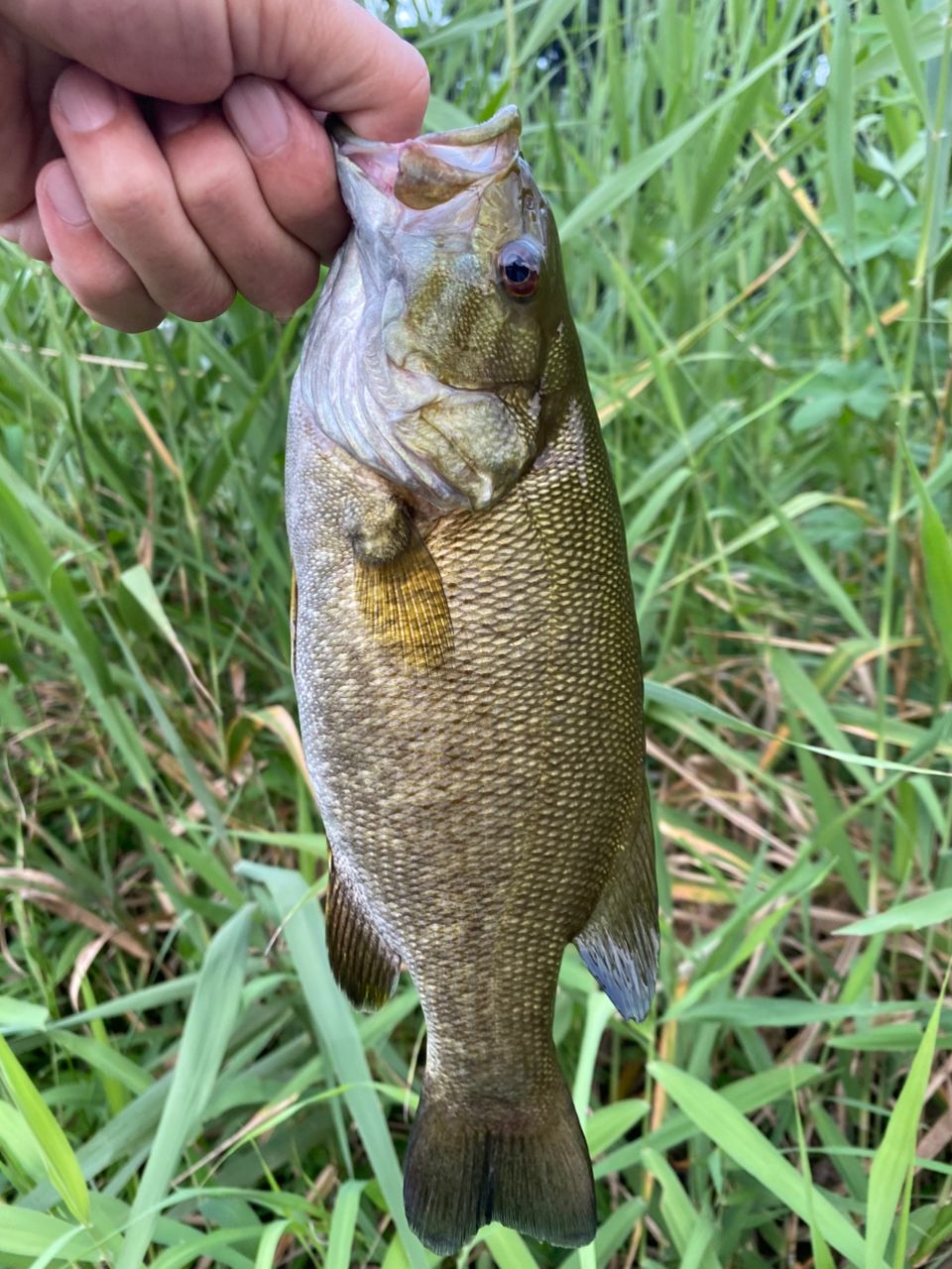 スモールマウスバス