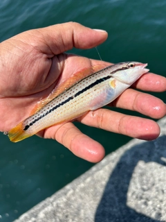 キュウセンの釣果