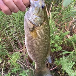 スモールマウスバス