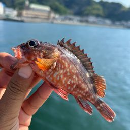 カサゴ