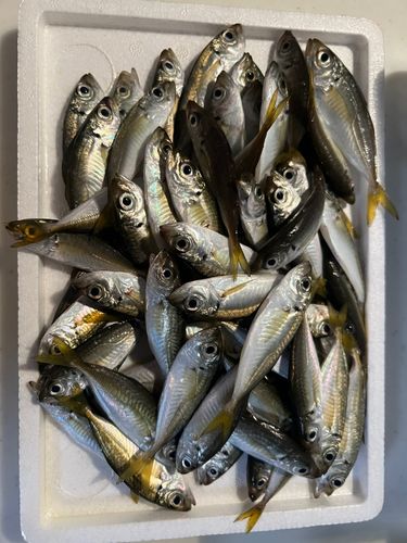 アジの釣果