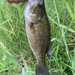 スモールマウスバス