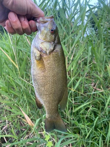 スモールマウスバスの釣果