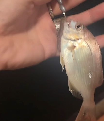 チャリコの釣果