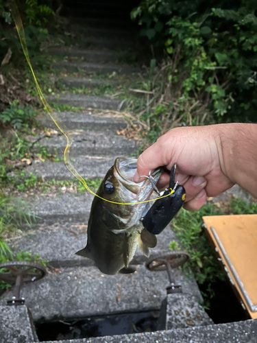 ラージマウスバスの釣果