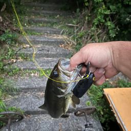 ラージマウスバス
