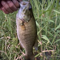 スモールマウスバス