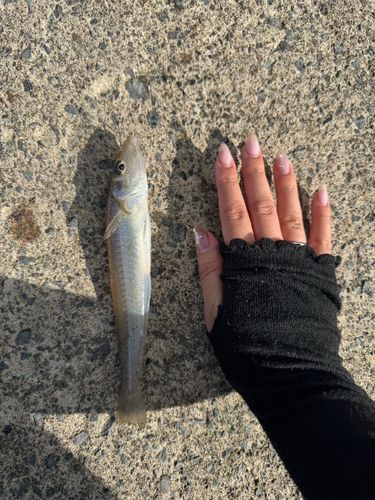 キスの釣果