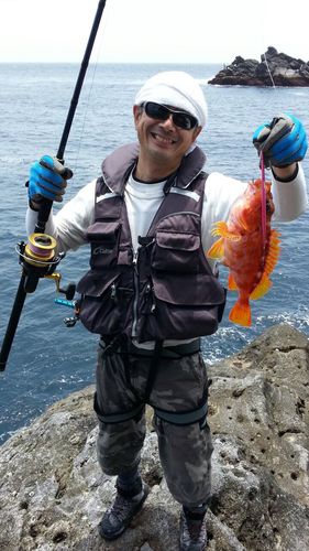 アヤメカサゴの釣果